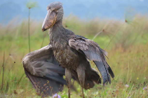 Mabamba Swamp Shoebill