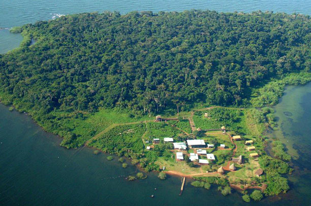 Ngamba Island Chimps