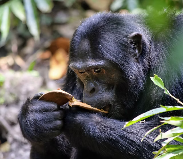Ngamba Island Chimpanzee Sanctuary Day Tour from Entebbe