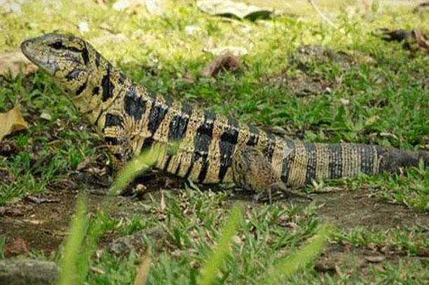 Uganda Reptile Village