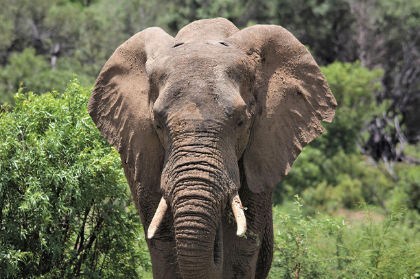 African Wildlife Safari