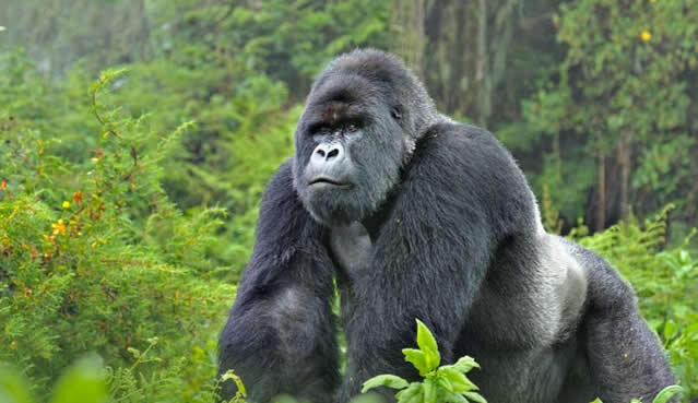Custom Uganda Safari Tour Package with Gorilla Trekking